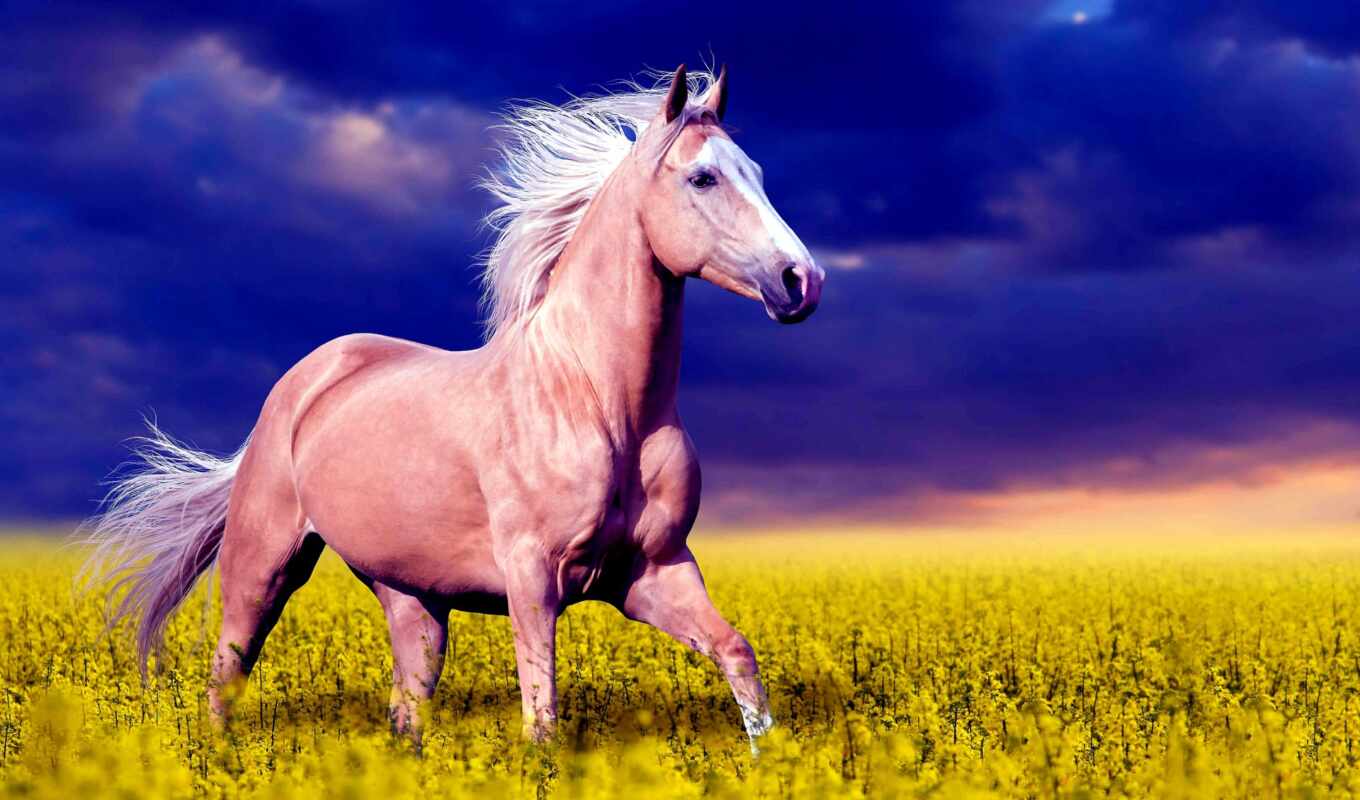 лошадь, красивый, цветы