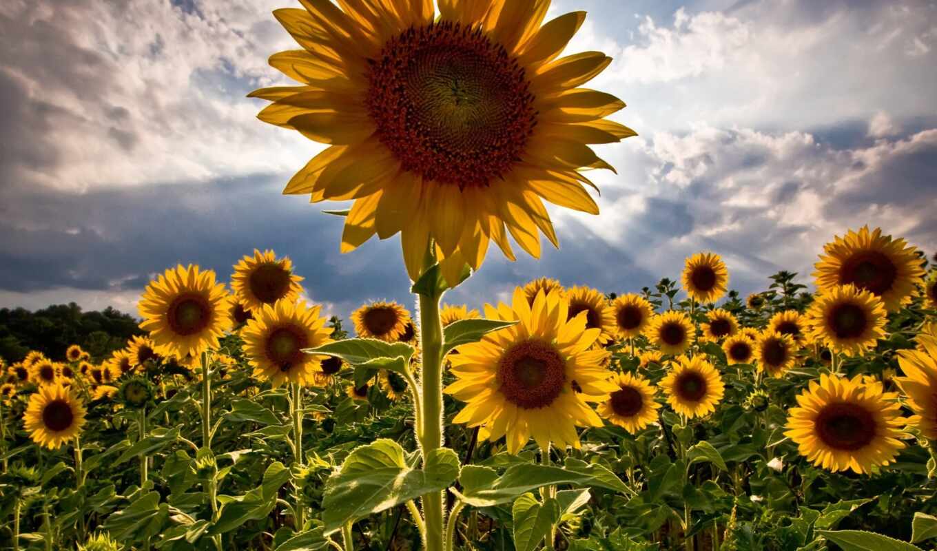 flowers, sunflower, bello