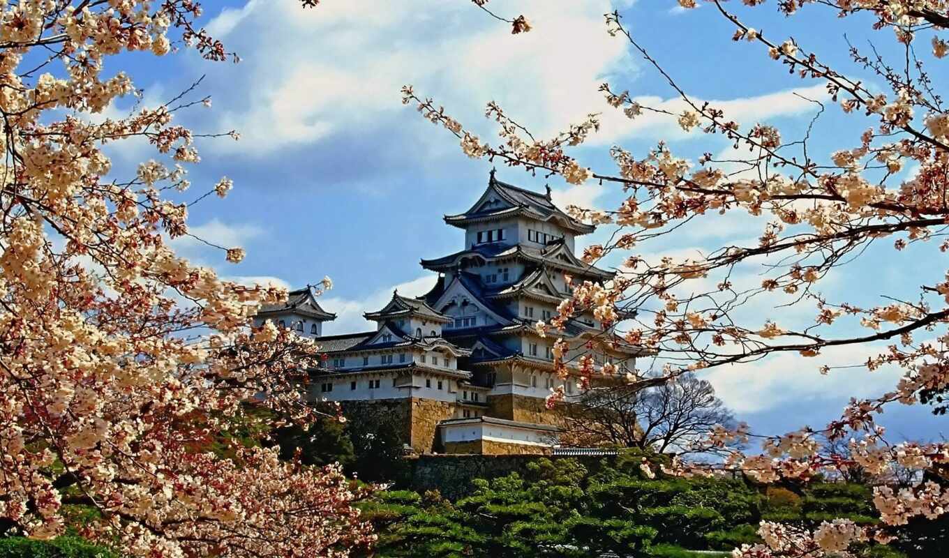 nature, mobile, mac, background, petals, castle, japanese, tablet, cherry, Japan, explore