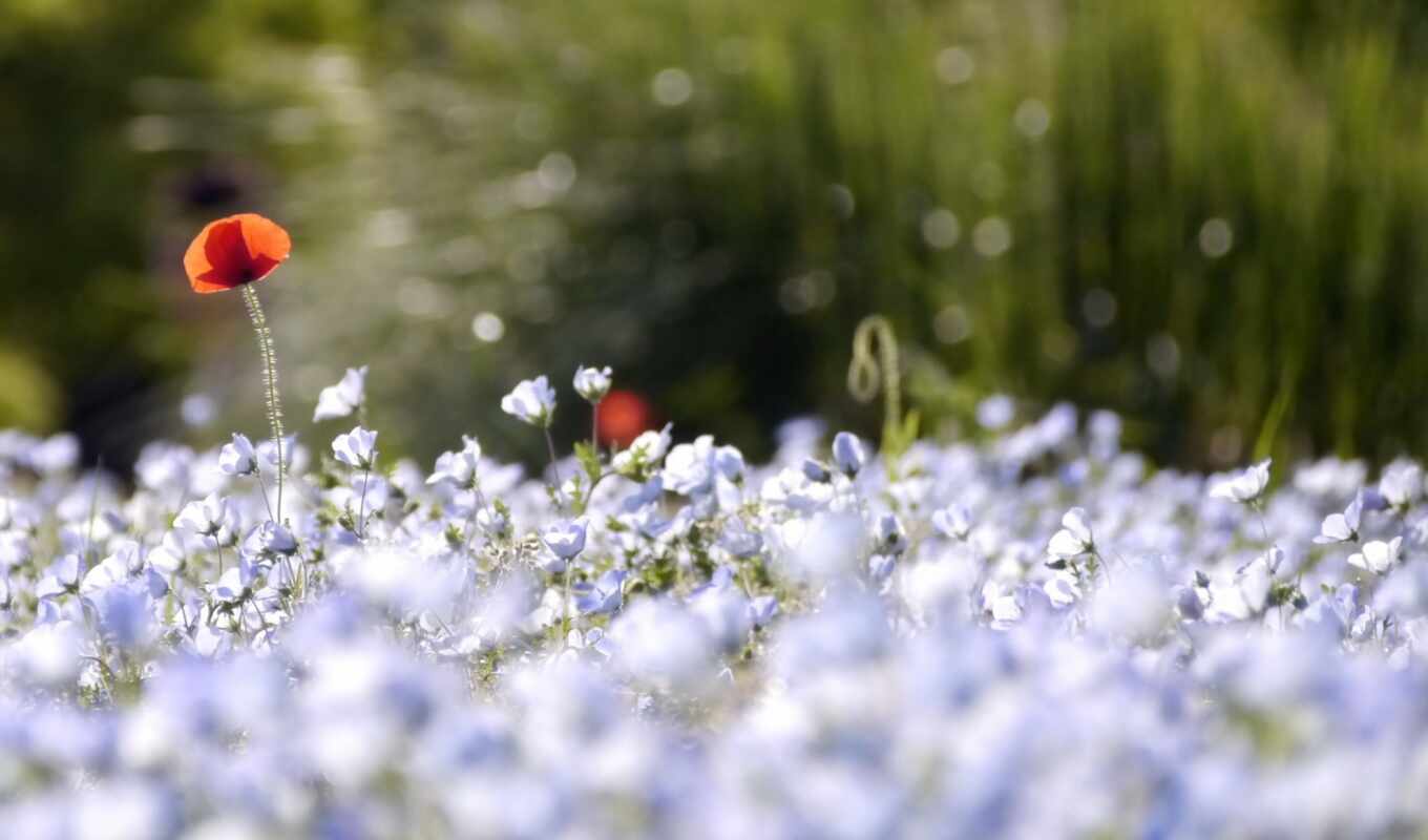 nature, flowers, blue, petals, field, petal, plant, poppy, depth, flora, rare