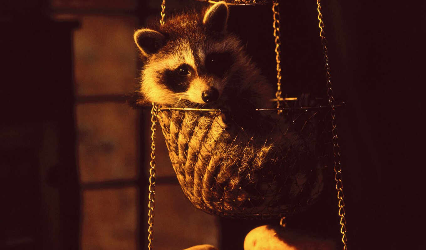 collection, picture, animals, animals, basket, hanging, raccoon