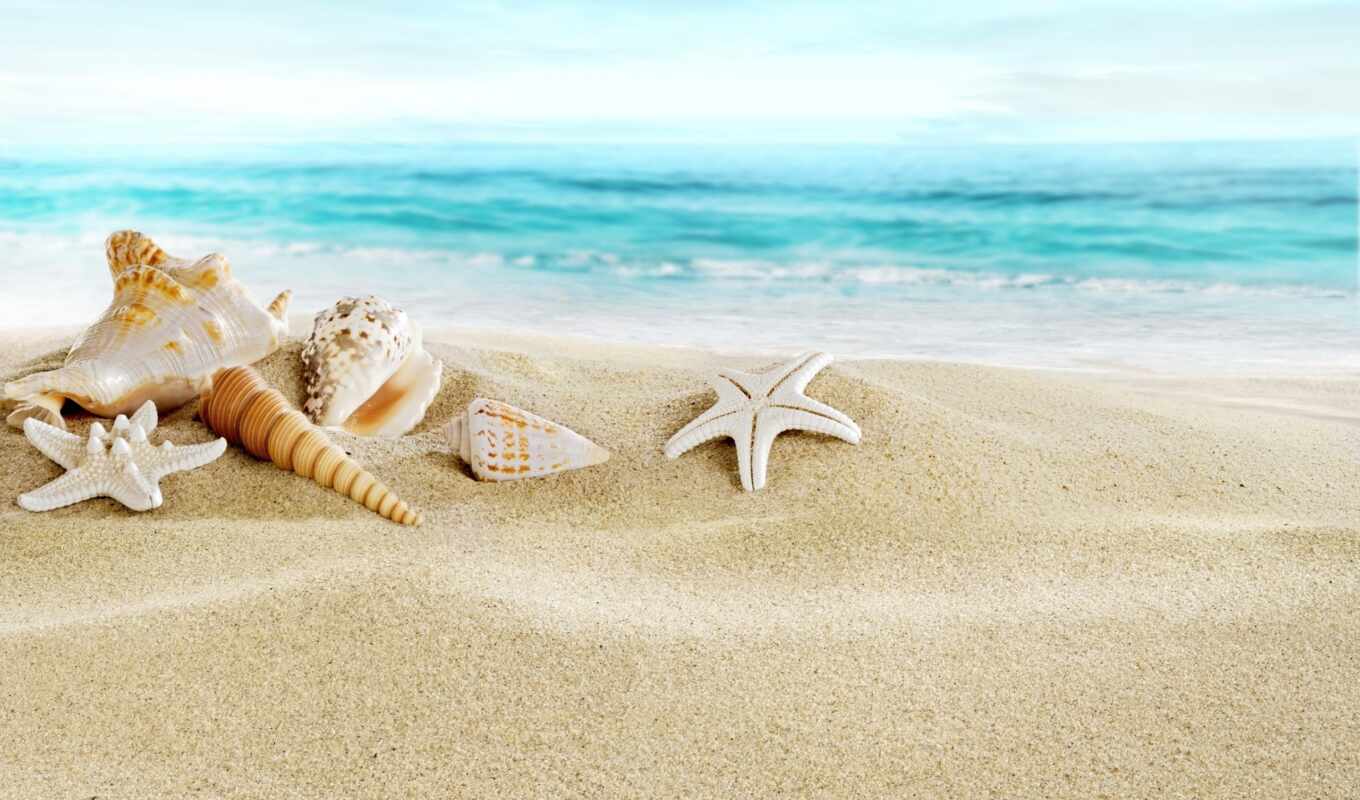 collection, beach, sea, sand, shells, seashells