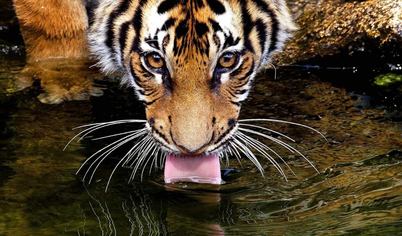 water, тигр, zhivotnye