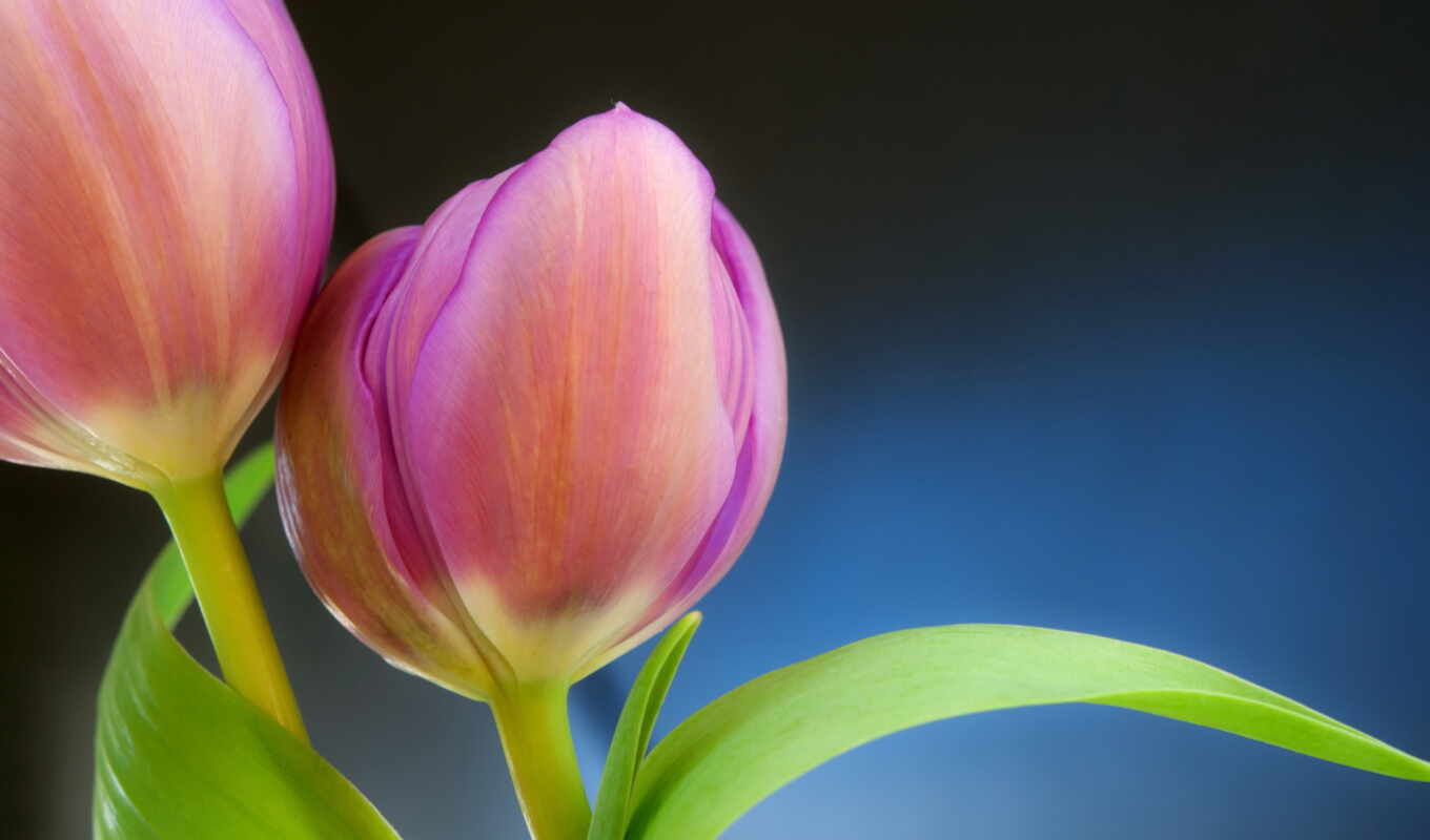 цветы, изображение, flowers, шишки, tulips, тюльпан