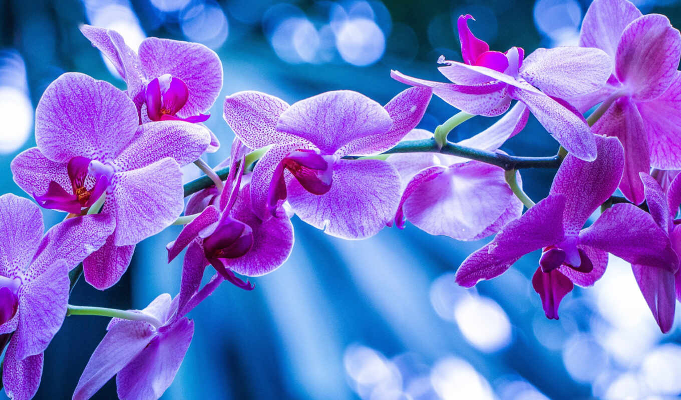 macro, orchid, orchids, cvety, purple