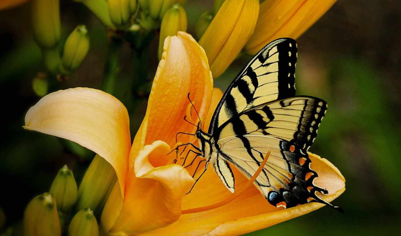 фото, black, free, картинка, бабочка, насекомое, yellow, лилии, желтой