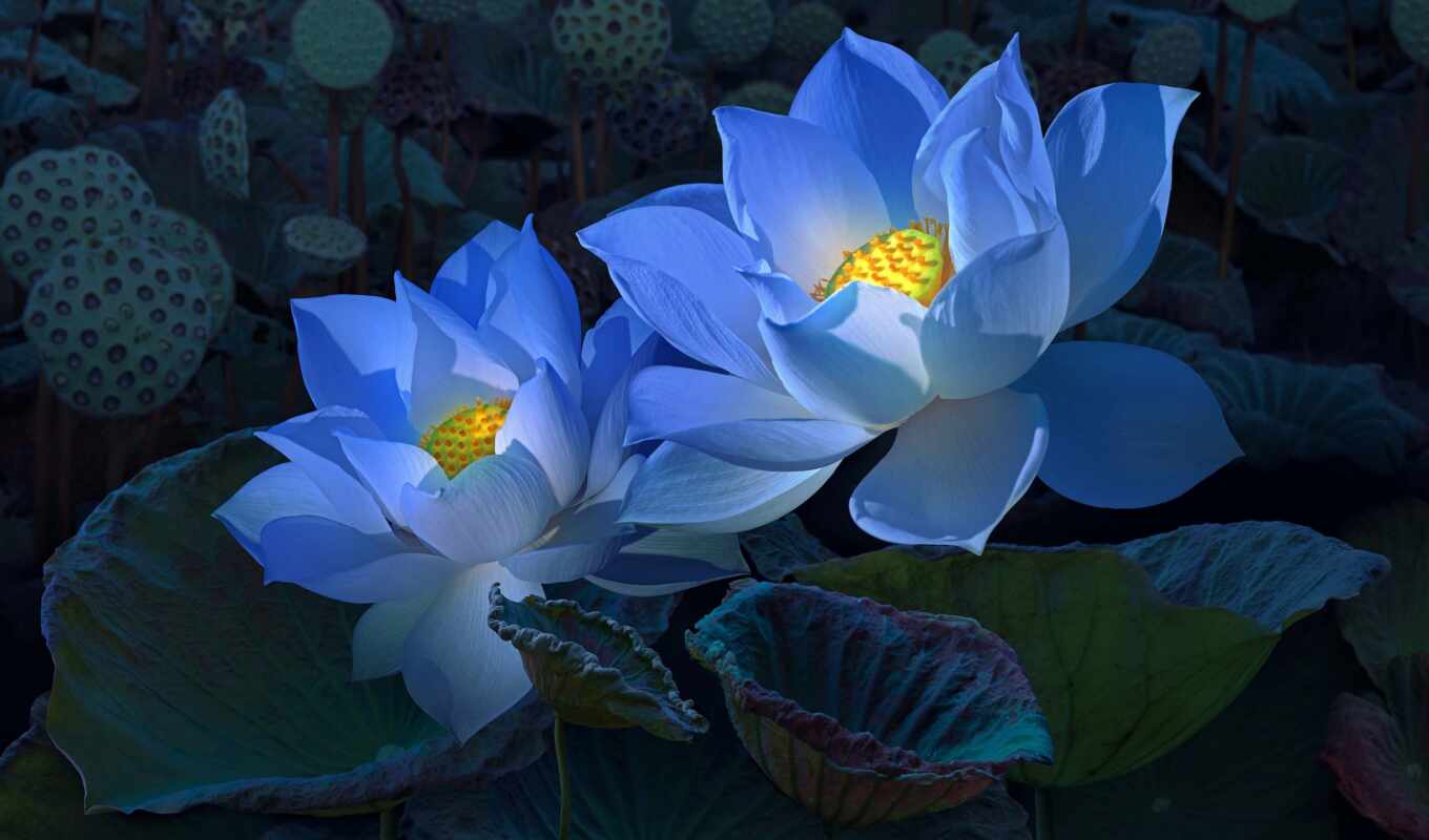gardens, lotus colours, lotus flower, spring flowers