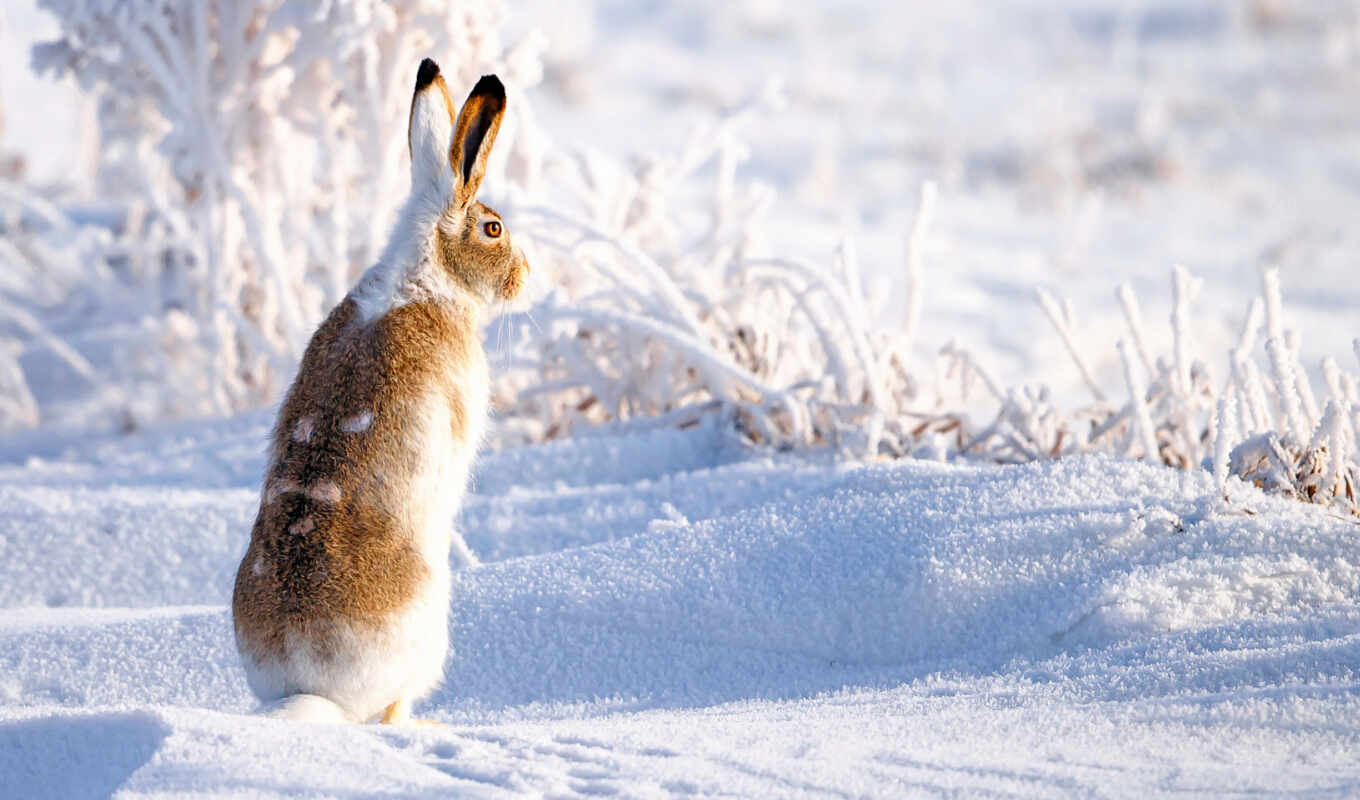 природа, снег, winter, заяц, зайцы