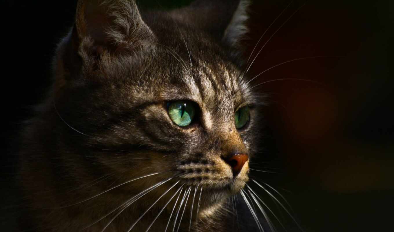 глаз, profile, кот, зеленое