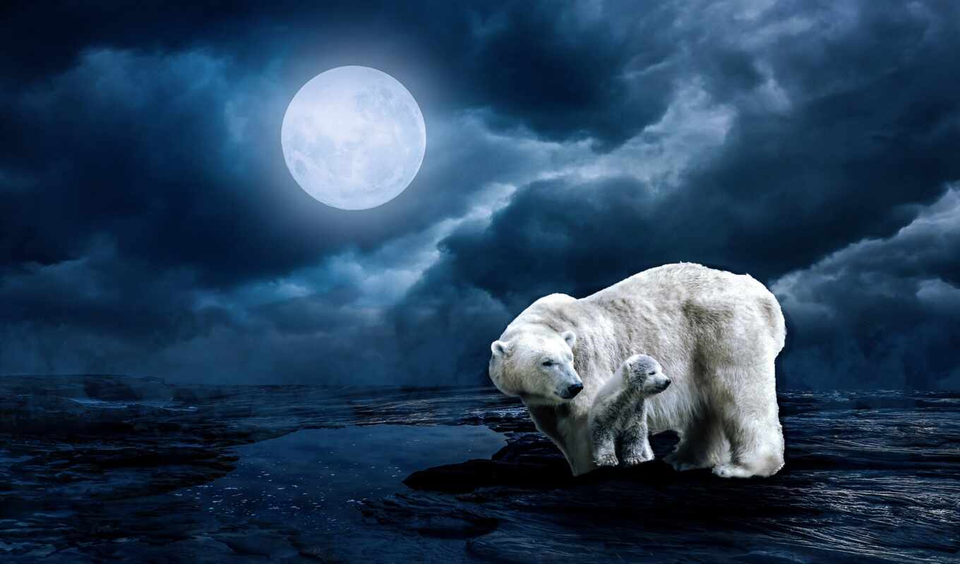 moon, bear, medvezhonok