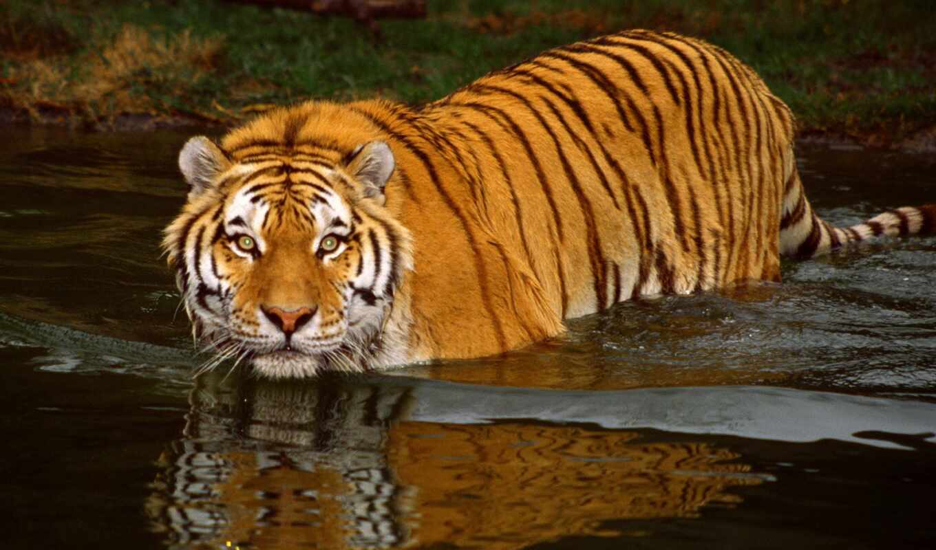 water, cat, animals, tiger, animal