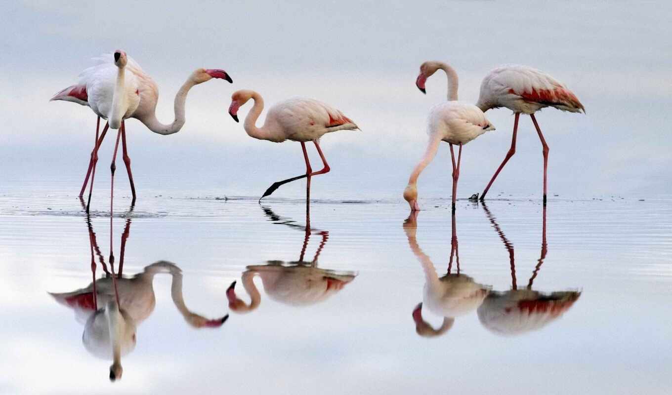 bird, flamingo, animal, lagoon