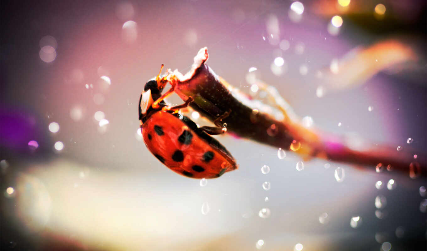 telephone, drops, water, foliage, branch, splashes, insect, beatle, dew, God's, cow