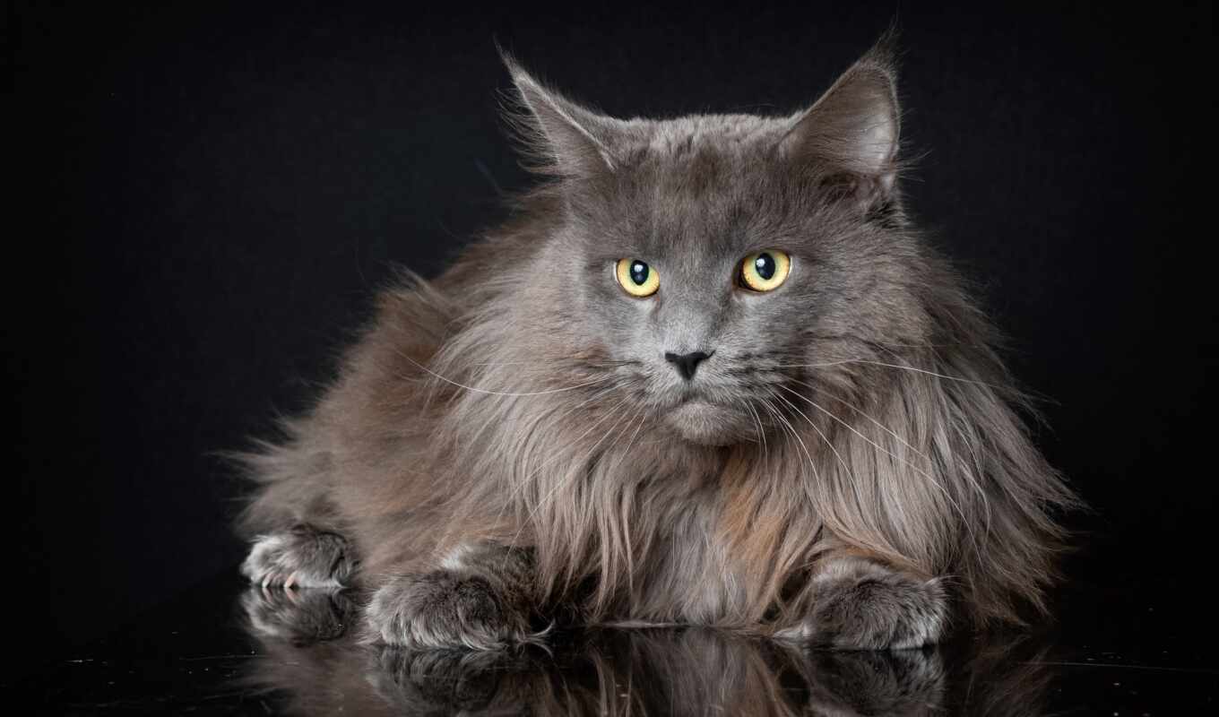 hair, cat, long, they, their, breed, to leave, domestic, fiona