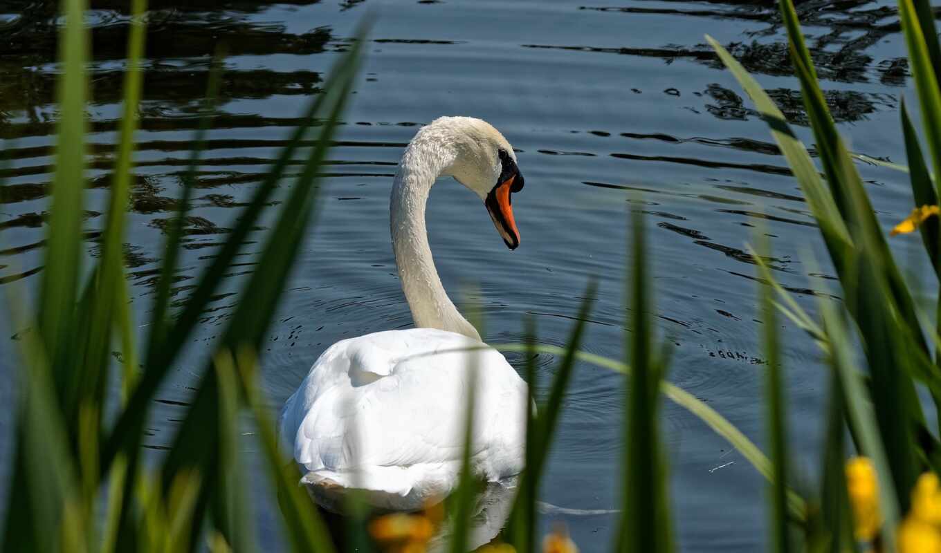 dee, white, swan, white, free, ave, cisne, pixabay, mute
