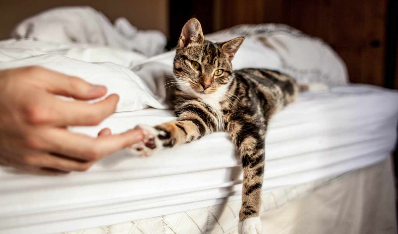 cat, paw, arm