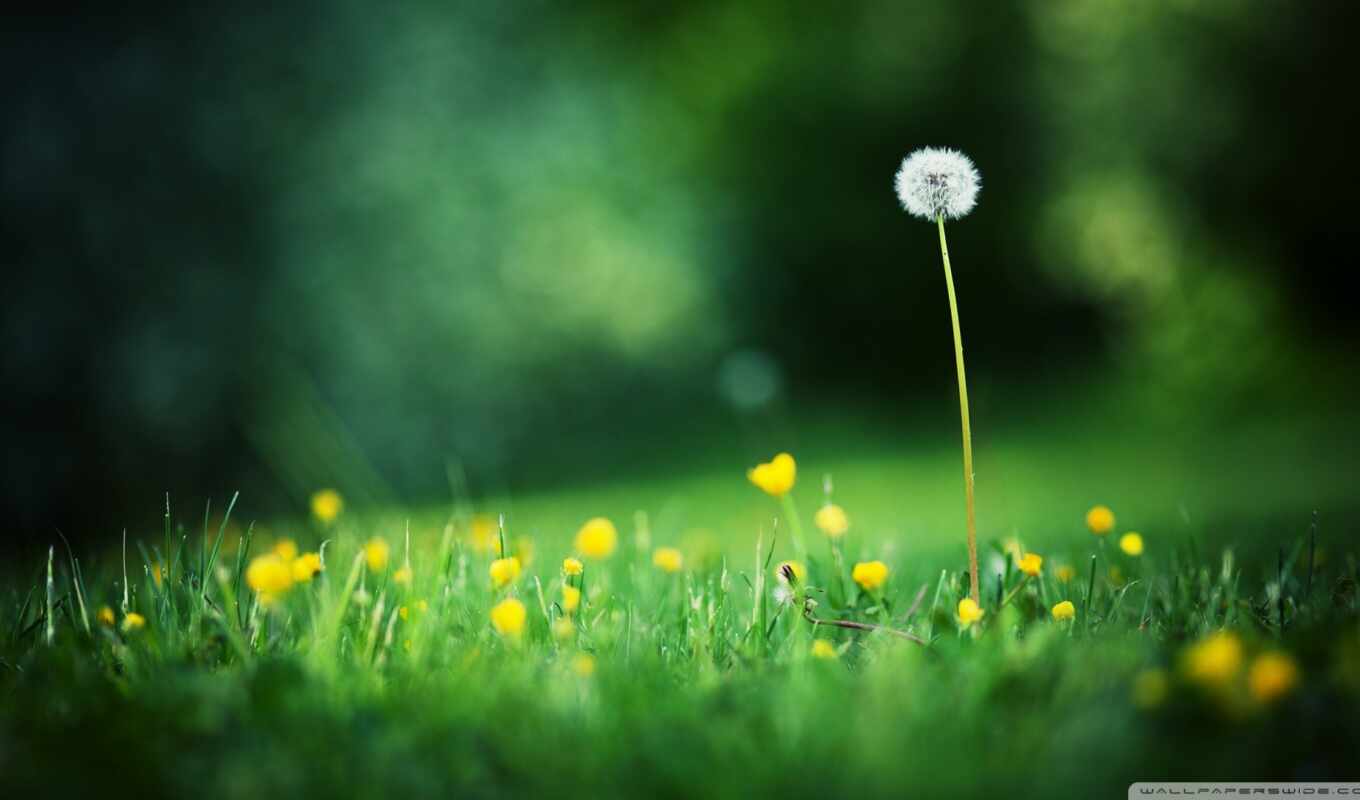 nature, flowers, light, grass, dandelion, plant, meadow