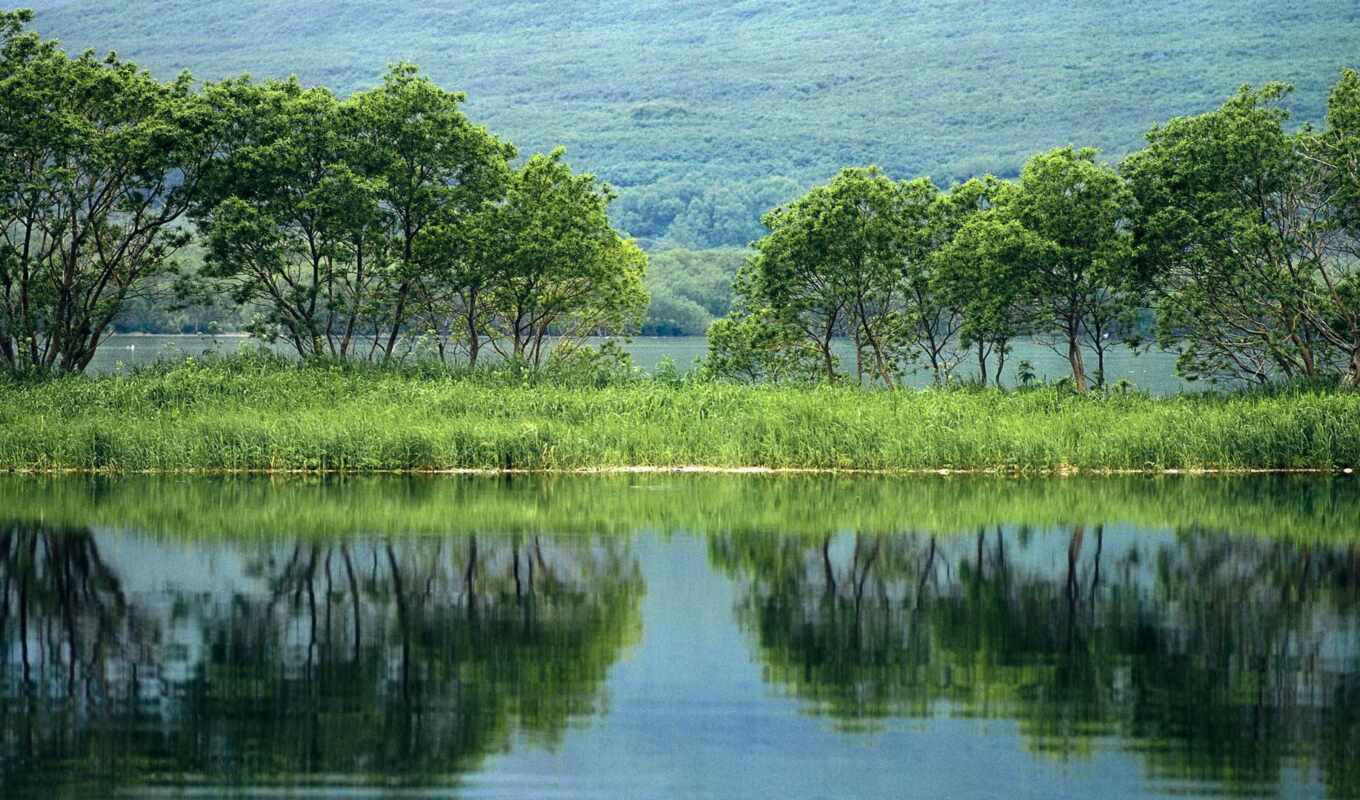 lake, nature, green, water, landscape, river, trees, reflection, plants