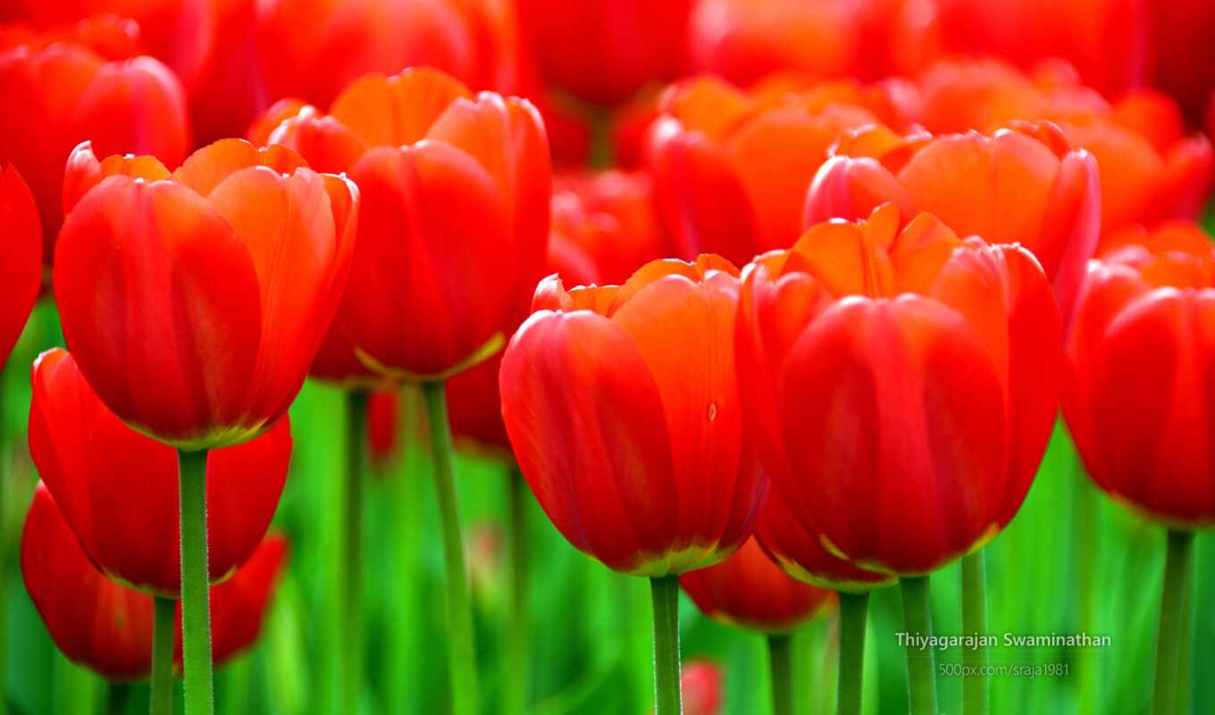 Red, red, increase, flowers, tulips, tulip, more detailed, albania