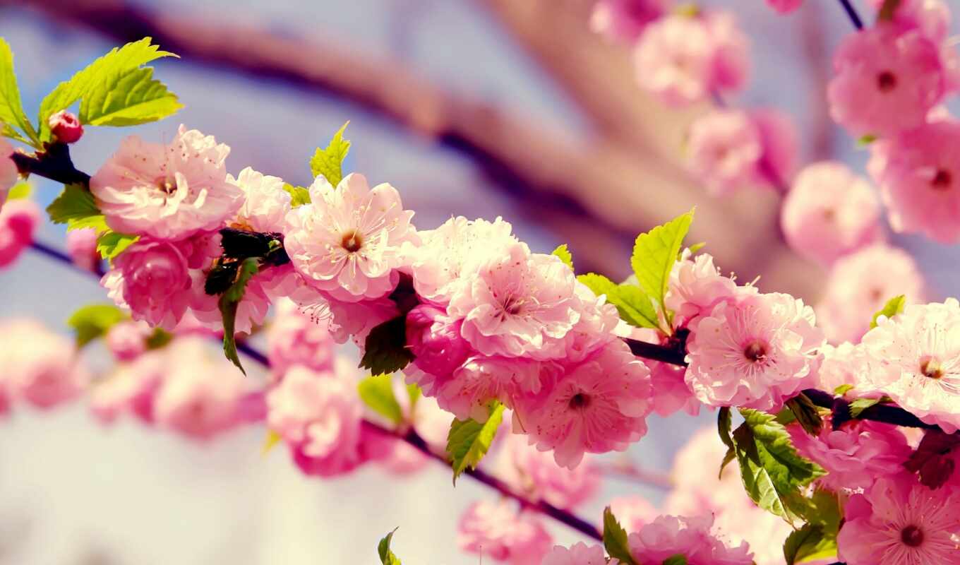 collection, Sakura, branch, blossom, cvety, the most beautiful