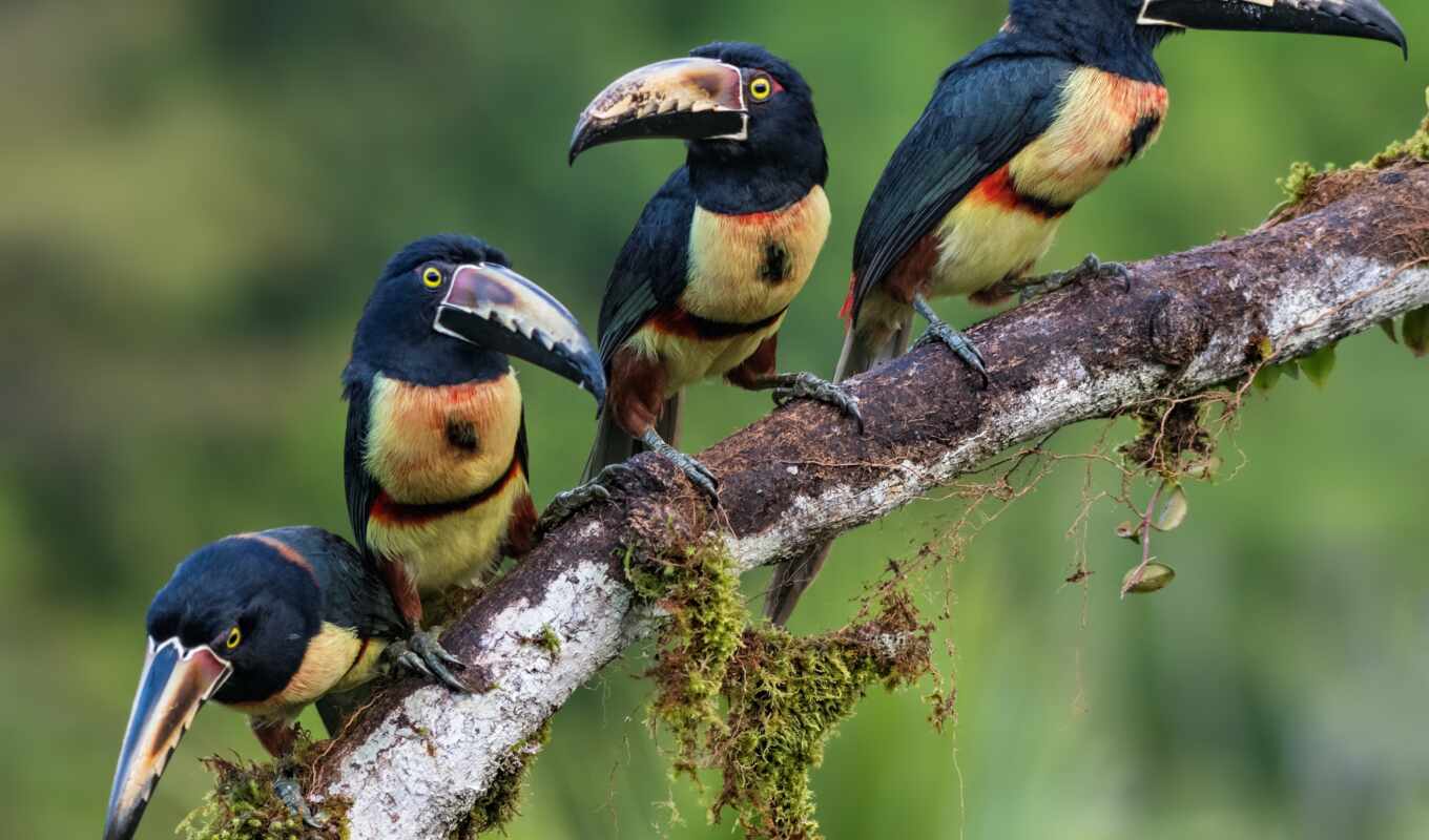 tiger, bird, branch, animal, beak, filter, lynx, family, tukat, arasar