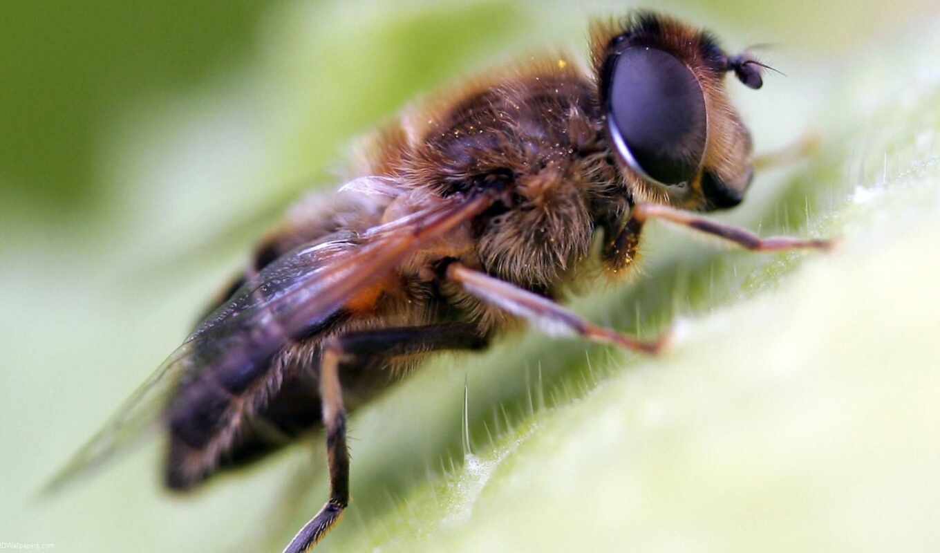 пчелка, насекомое, fly