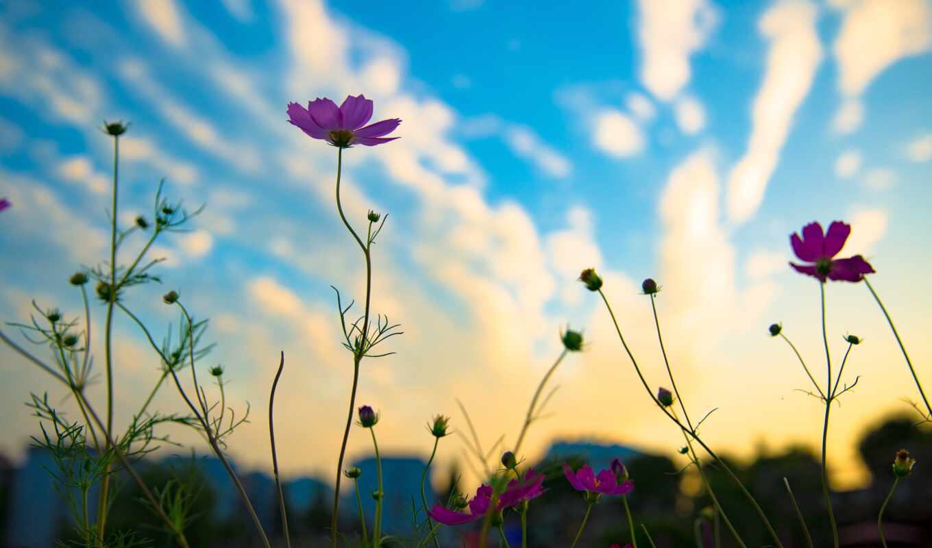 небо, цветы