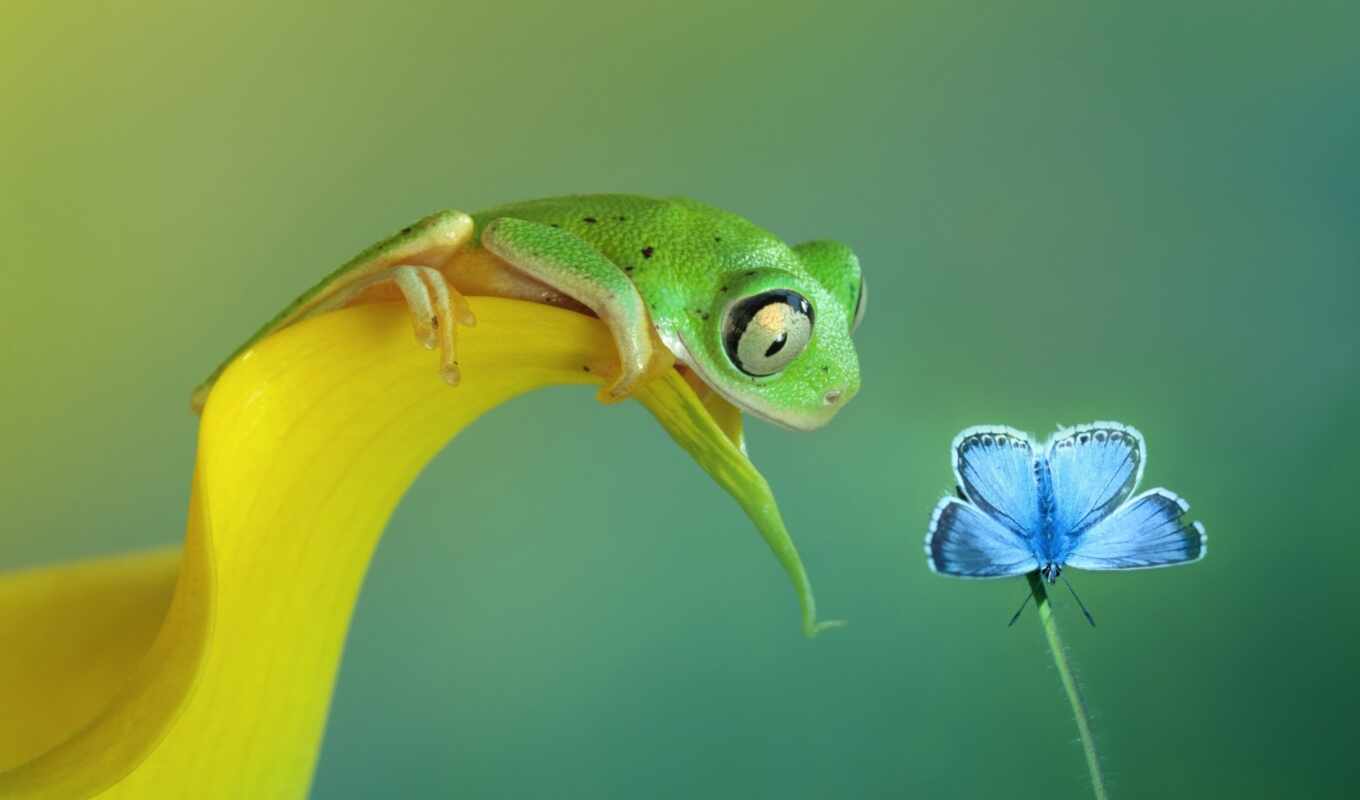 цветы, blue, фон, зелёный, бабочка, лягушка, animal, rare, амфибия