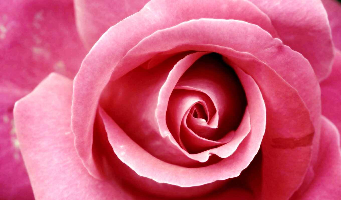 роза, изображение, розовый, тег, вышивка, розовая, дней, rub, алмазная