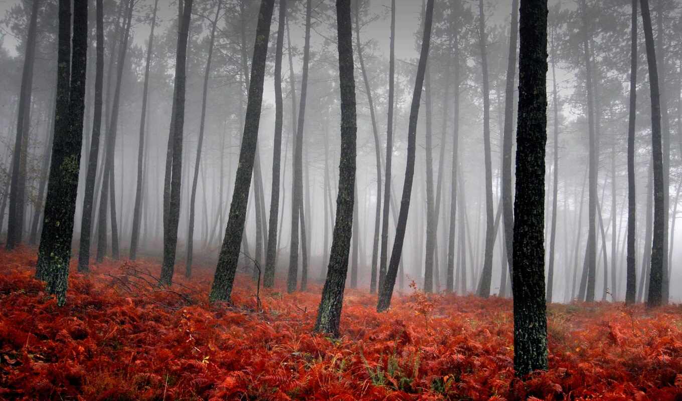 природа, red, дерево, трава, лес, осень, trees, туман, деревьев, ковёр, стволы