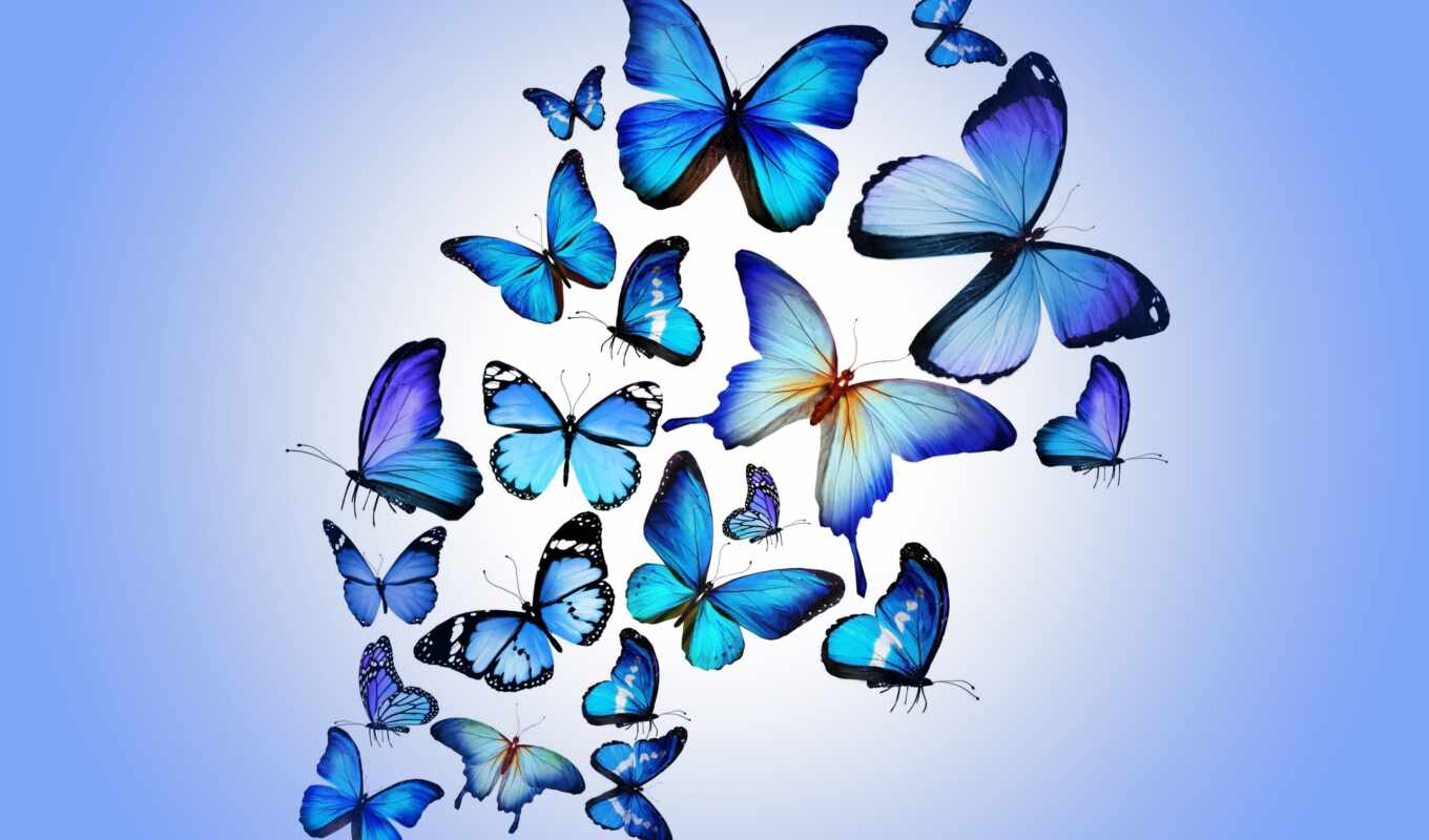 parede, papel, para, бабочки, pinterest, papéis, azul, colorido, idéias, borboletas, borboleta