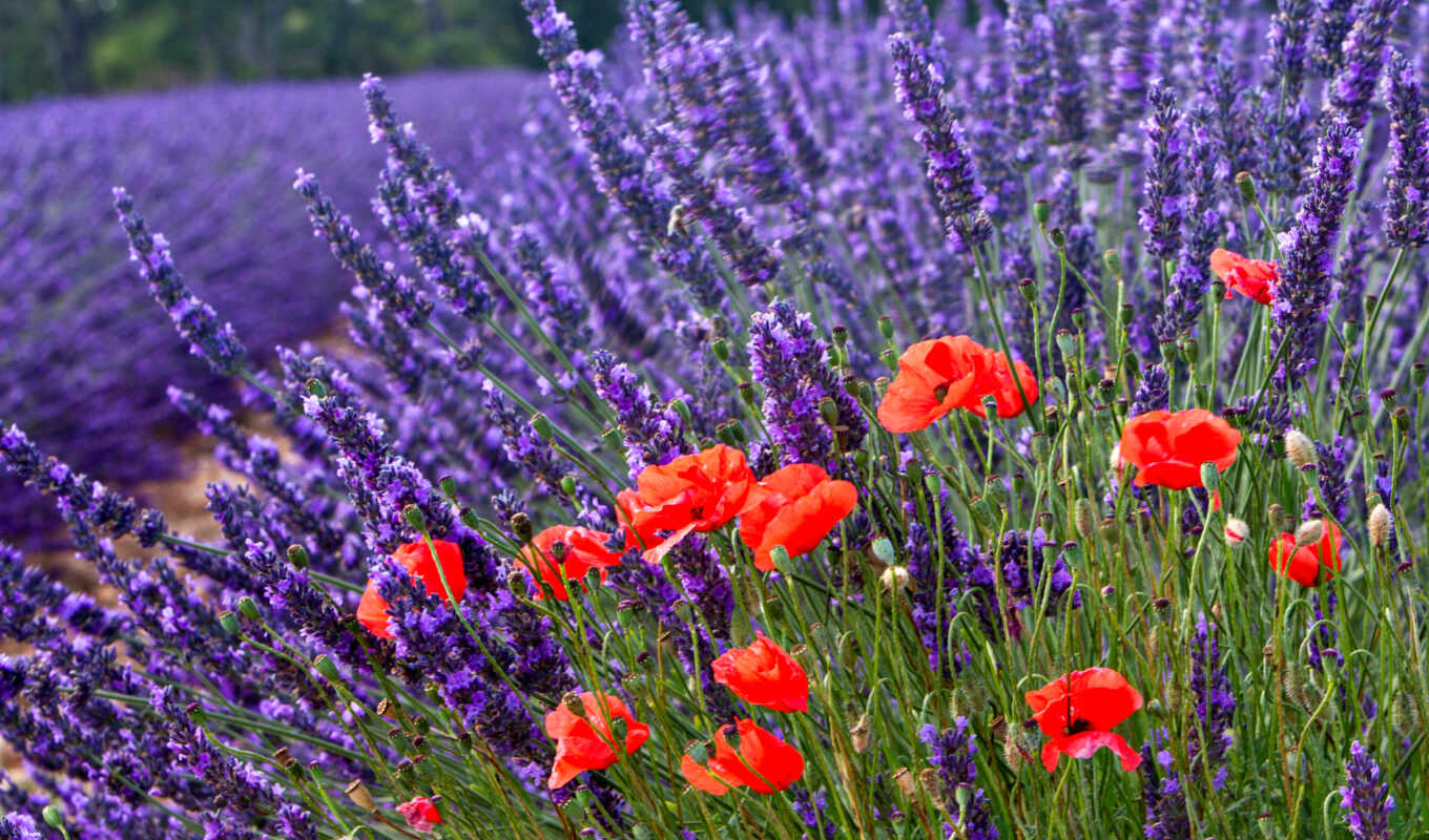 nature, field, cvety, lavender, poppy