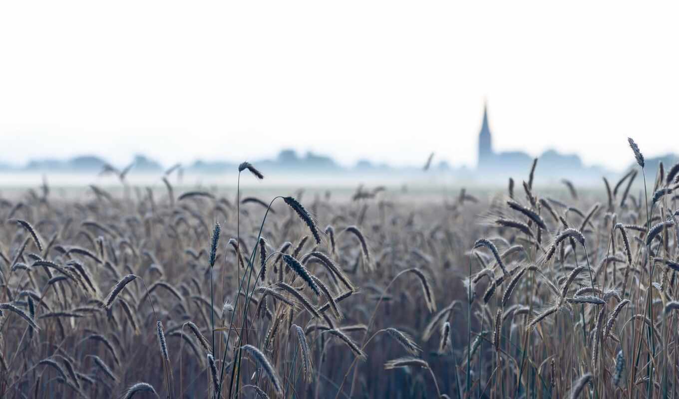 природа, поле, планшетный, plan, туман, пшеница, smartphone