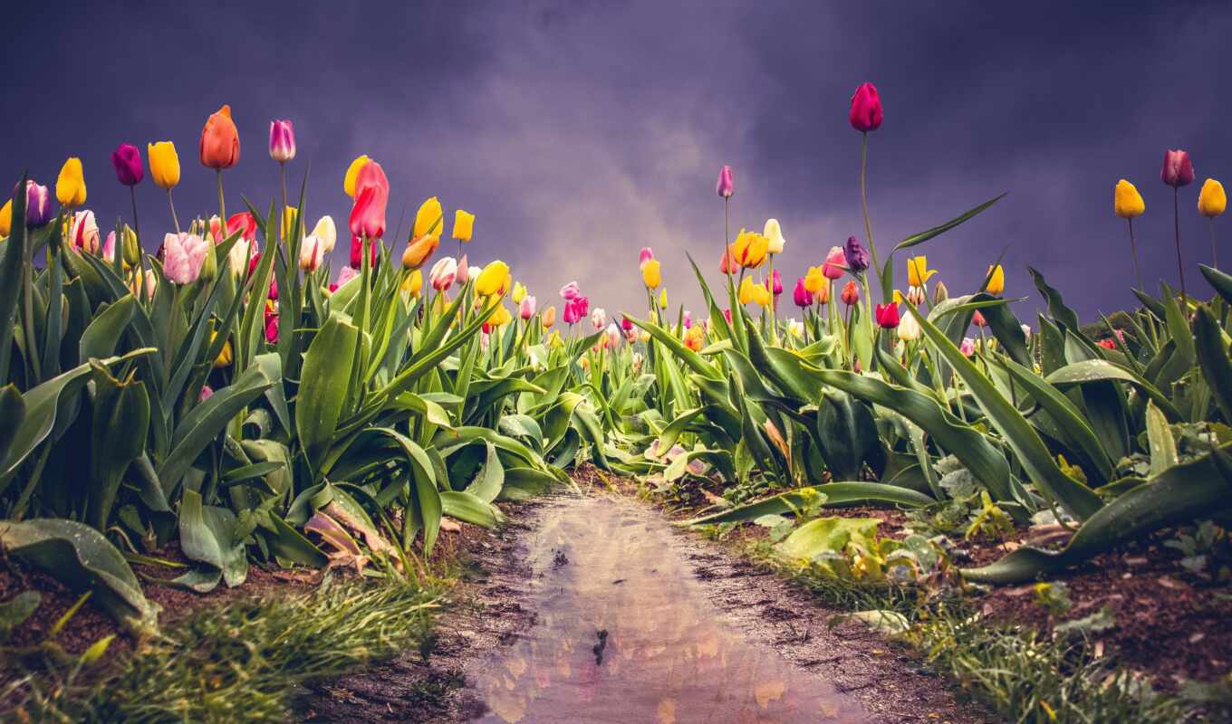 nature, flowers, summer, channel, field, animal, tulip, release