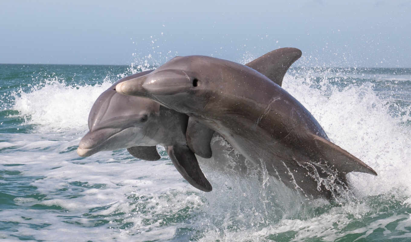 ocean, dolphin