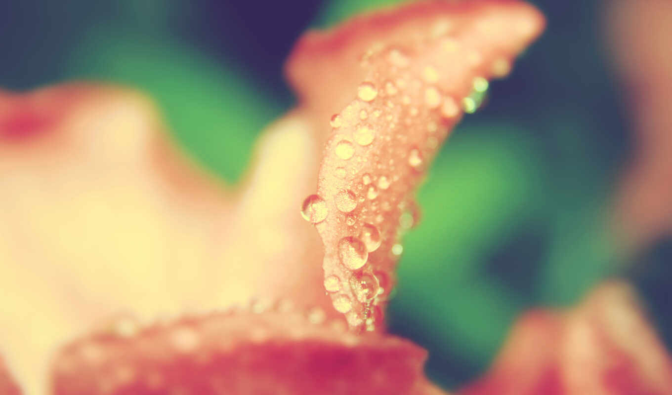 drop, petal, dew, makryi