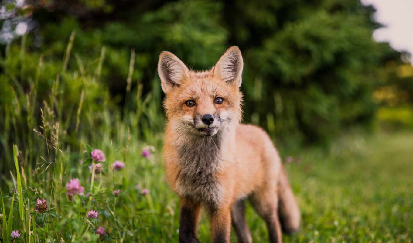 fox, muzzle