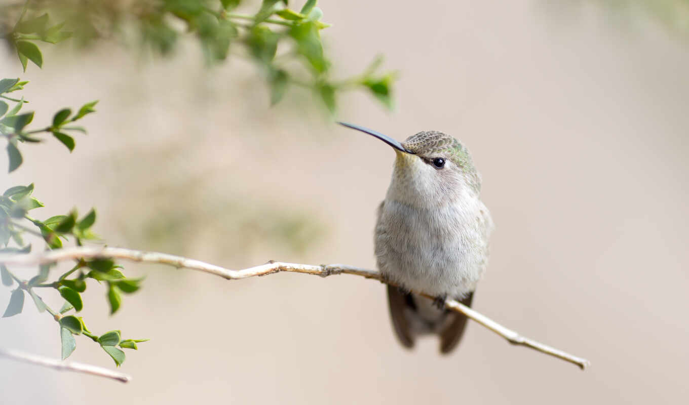 bird, branch, hummingbirds