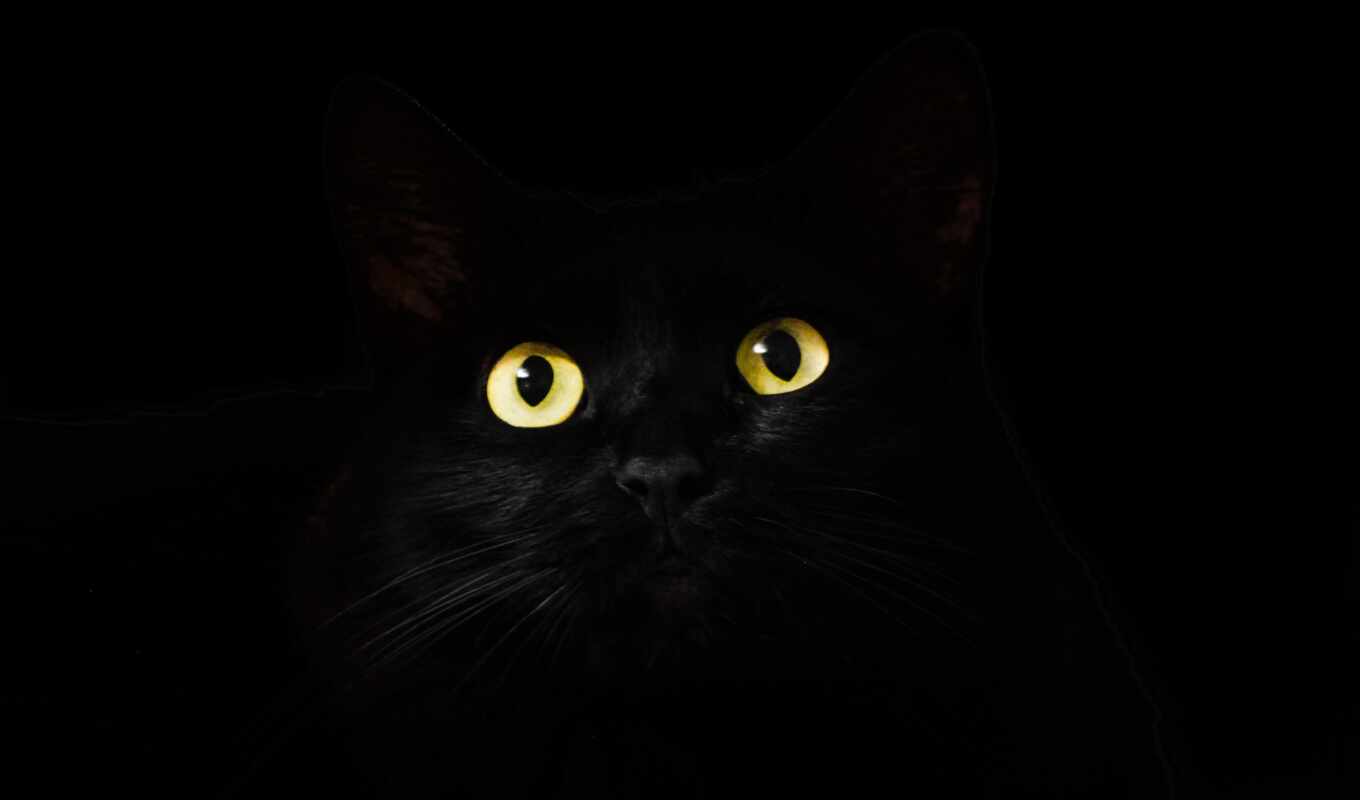 black, фон, глаз, кот, морда, animal, dark, yellow, pxfuelblack