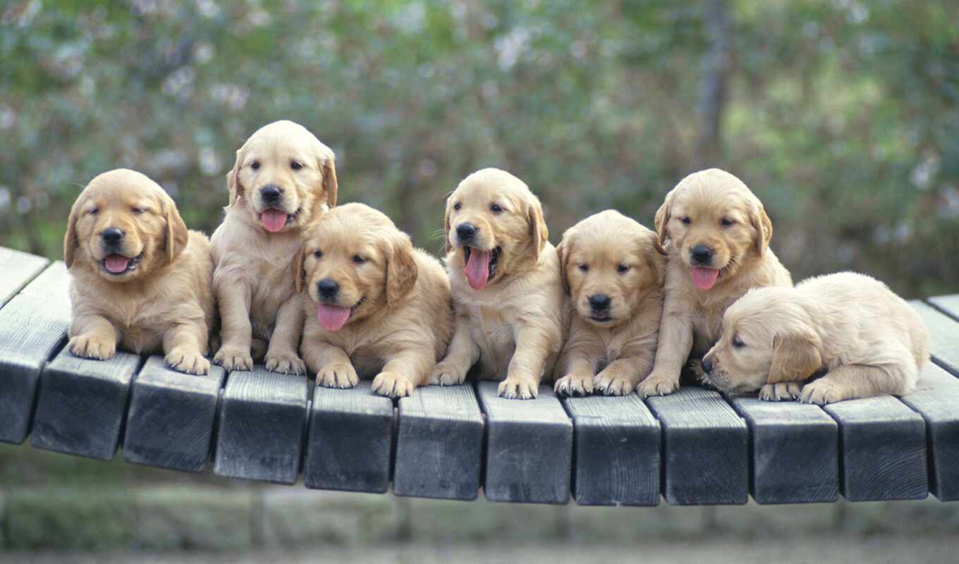 dog, golden, puppy, animal, retriever