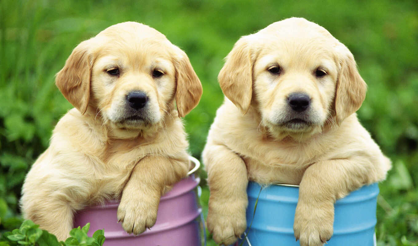 cute, собака, щенок, labrador, retriever