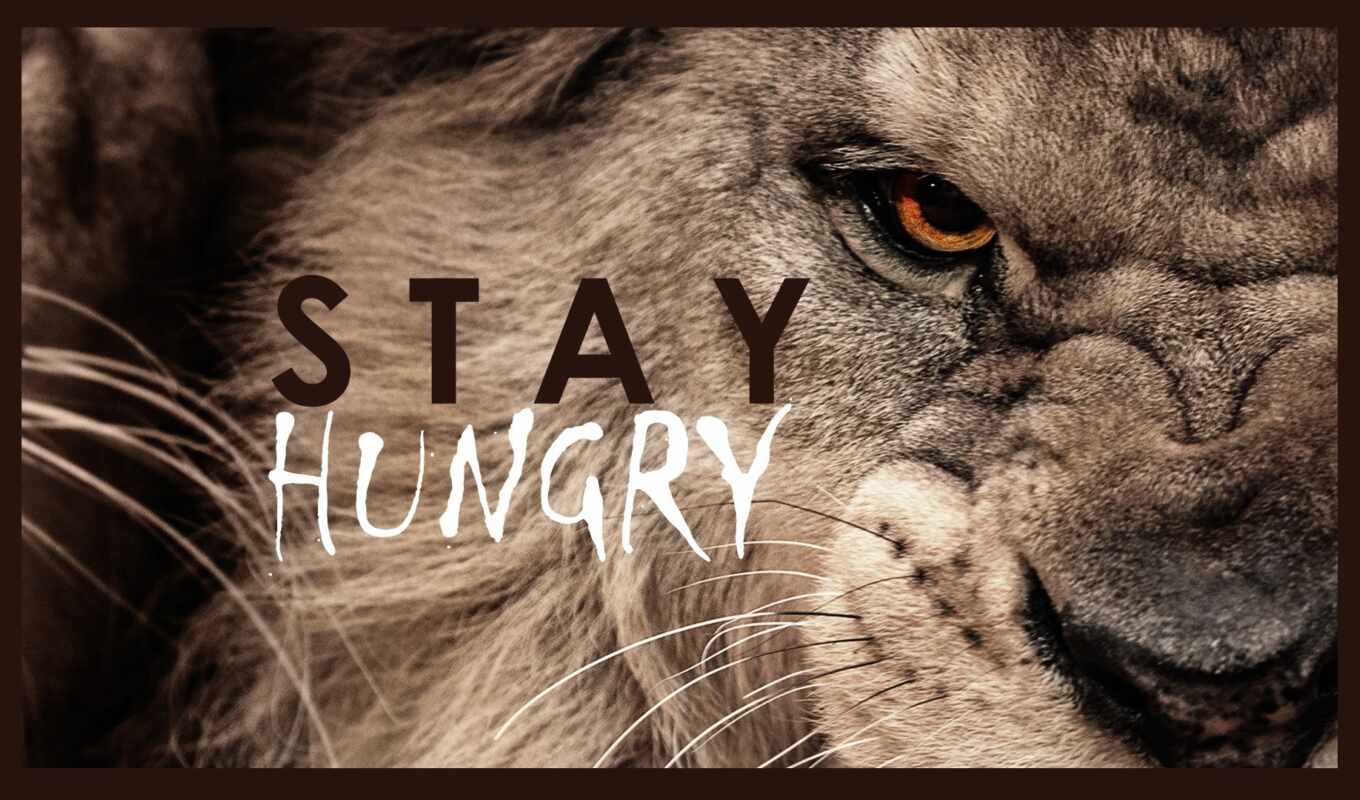 lion, animal, motivational, типографика