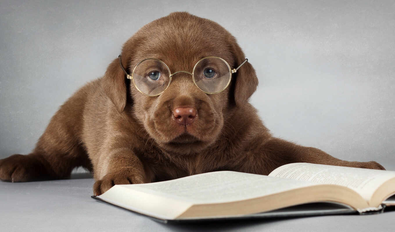 book, dog, glasses, puppy, Labrador, friend, retriever