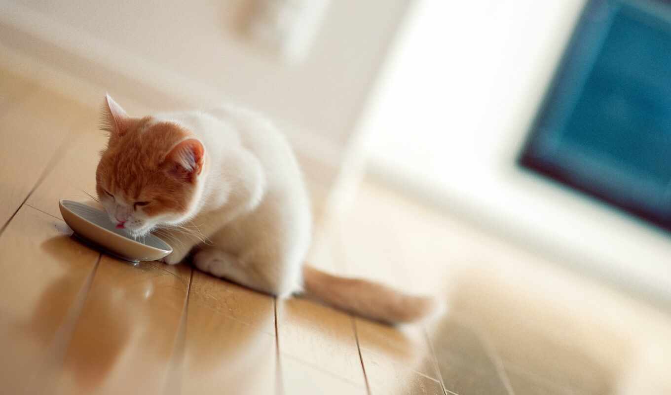 white, кот, под, но, кошки, milk, persian, pet, миски
