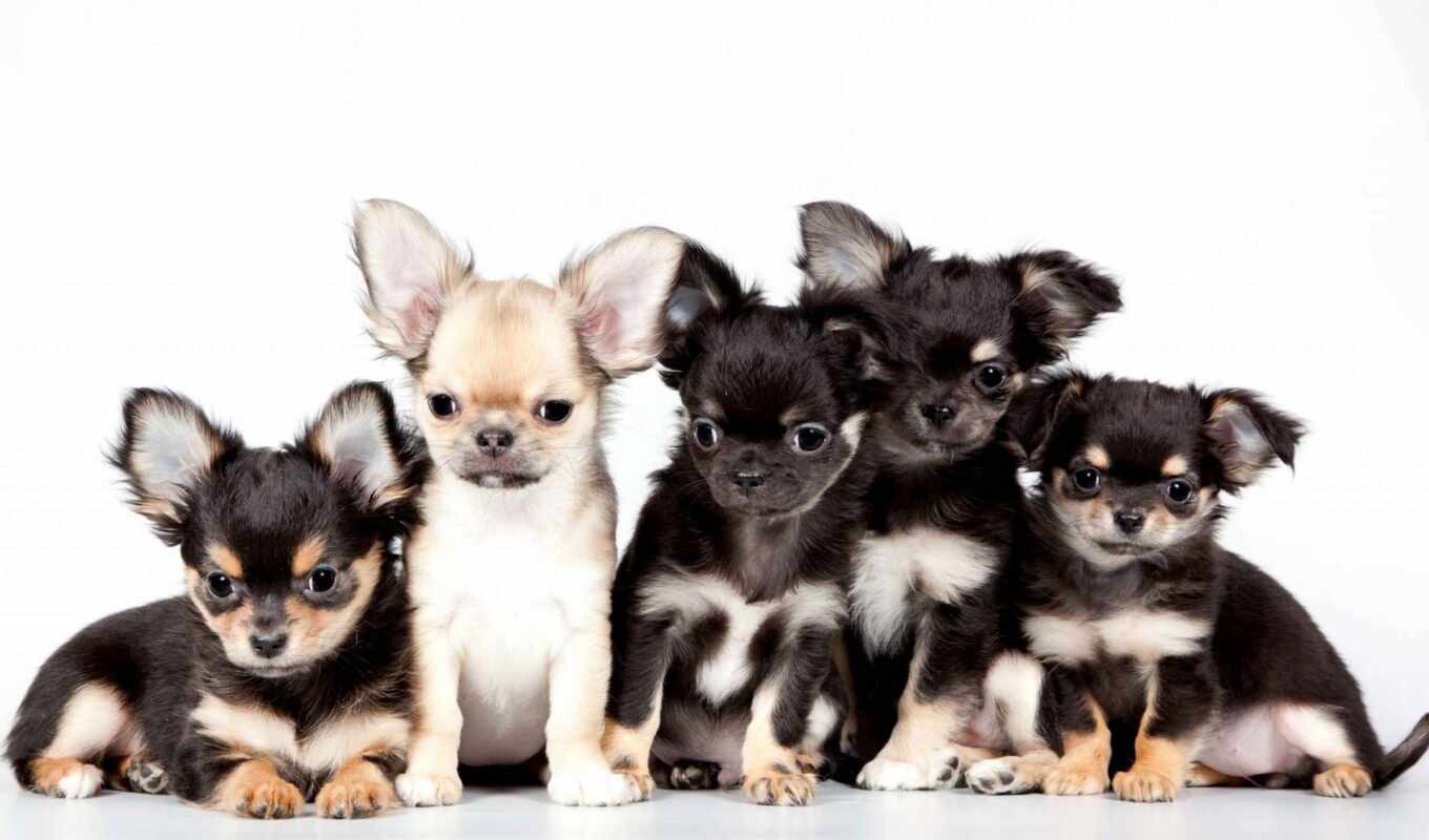 dog, genus, puppy, animal, advertisement, how many, sweetheart, Kazan, chihuahua