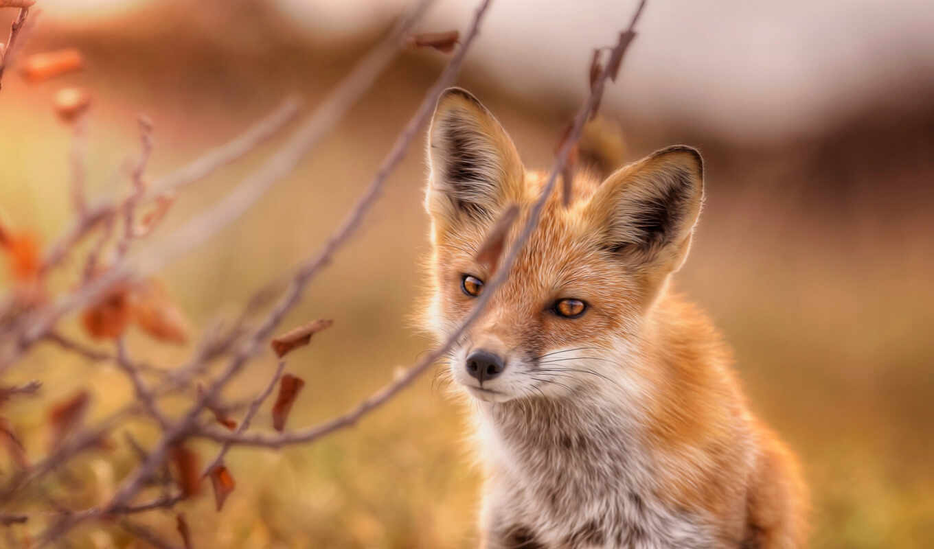 red, fox