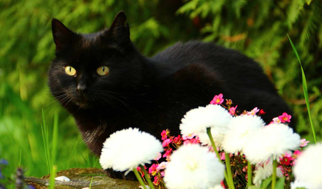black, цветы, кот, oir