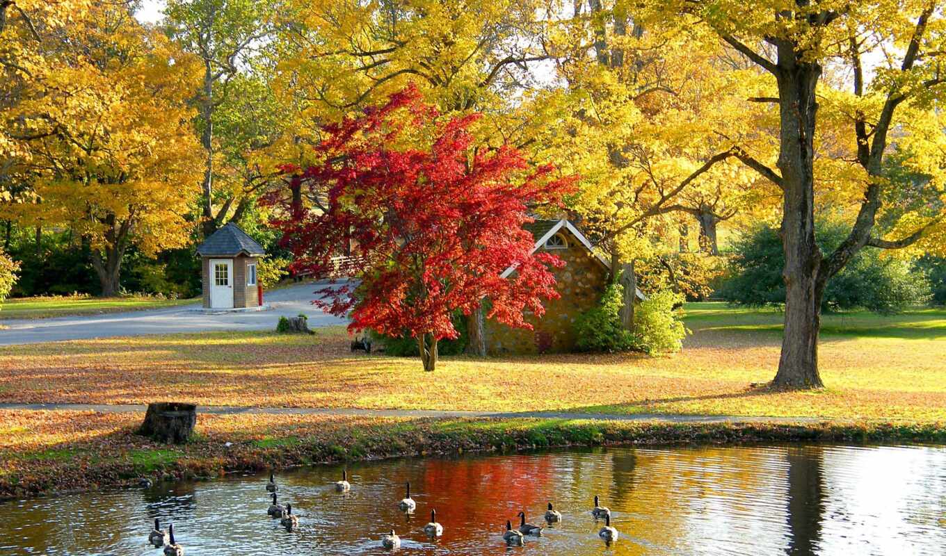 house, дерево, landscape, собака, осень
