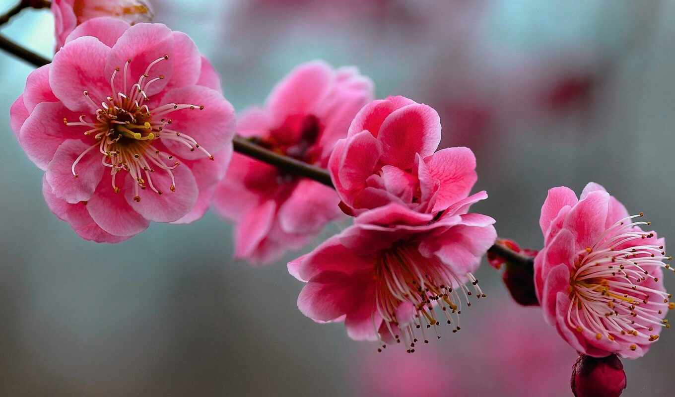 flowers, petals, cute, cherry, pink, girly