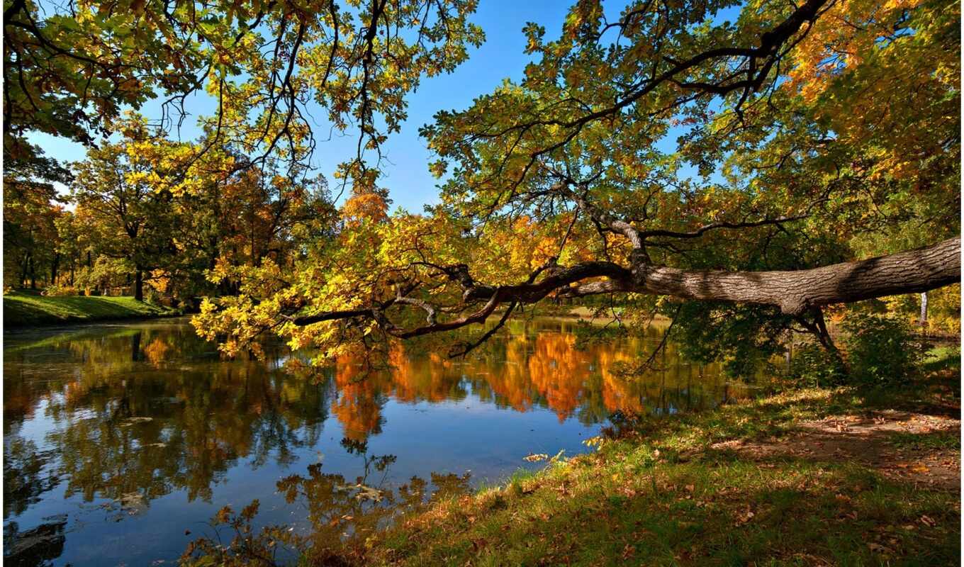 природа, телефон, лес, осень, пруд, trees